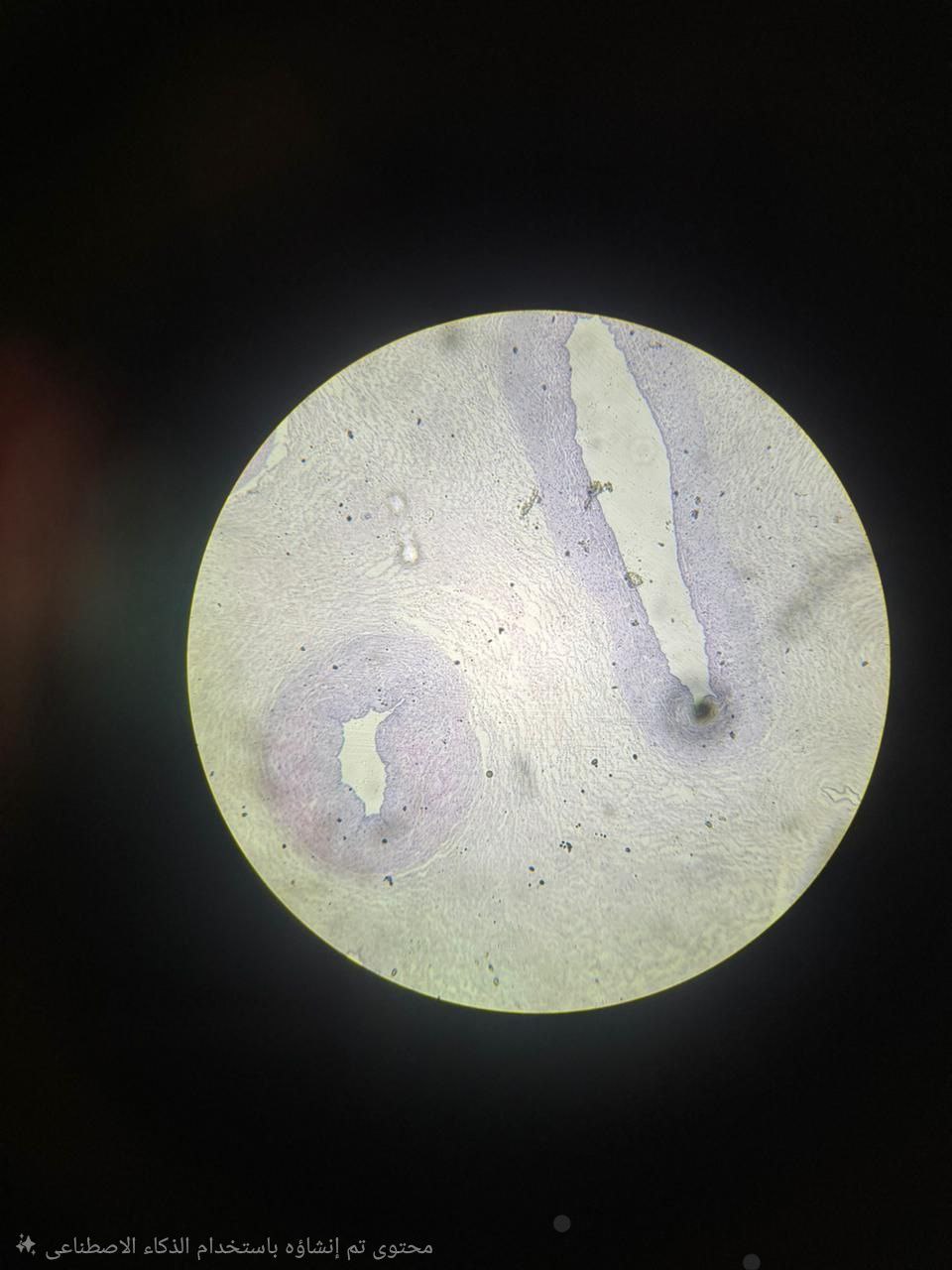 <p>Identify the tissue and mention one site</p>