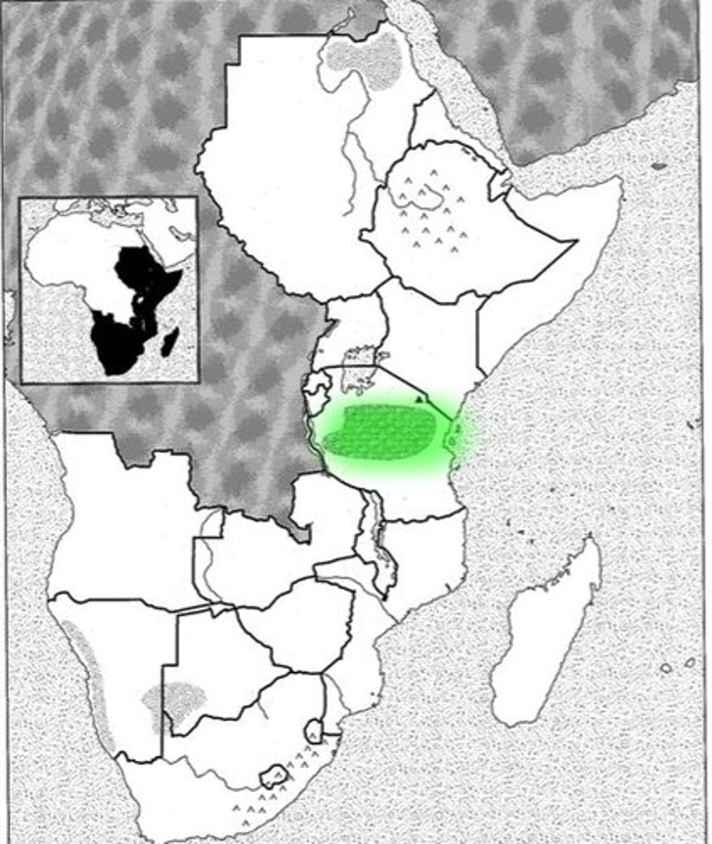 <p>in africa</p>