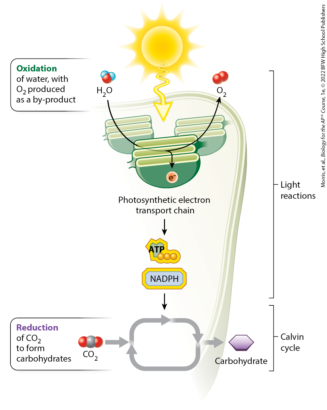 <p>chemical reaction during photosynthesis where energy from sunlight is used to synthesize NADPH and ATP</p>