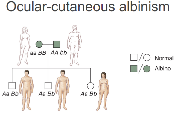 <ul><li><p><strong><u>heterogeneity:</u></strong> mutations in 2 diff genes but cause same phenotype</p></li></ul>