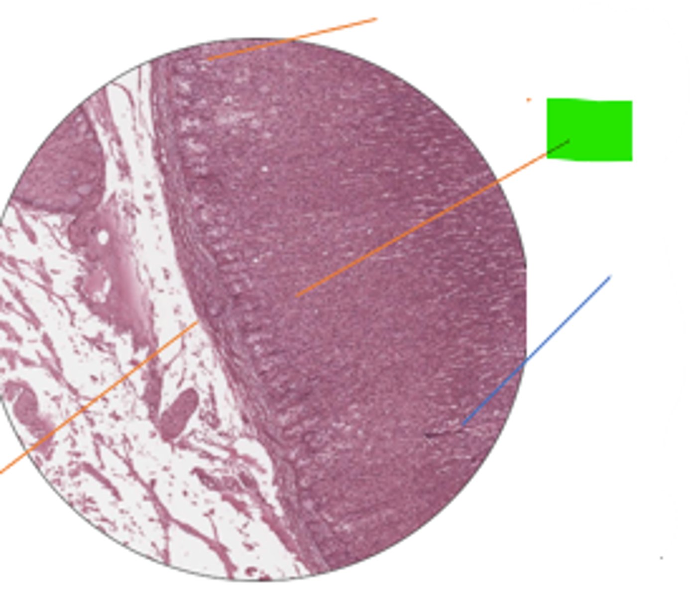 <p>label region and organ</p>