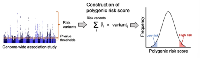<p><strong>A:</strong> A score representing cumulative risk based on multiple disease-associated SNPs</p>