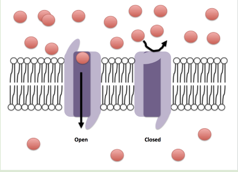 <p>which respond to changes in membrane potential difference. (voltage) -They open and close in response to voltage </p><p>Ex) </p><ul><li><p>Na+/K+ voltage gated channels : are involved in the movements of action potential along neurons </p></li><li><p>Ca+ voltage gated channels:  are involved in synaptic transmission, the transfer of a nerve impulse from one neuron to another.</p><p></p></li></ul><p></p>
