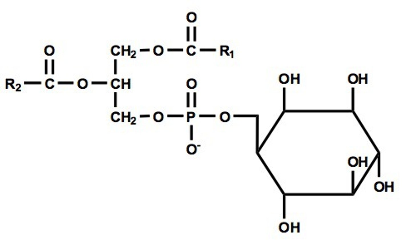 <p>- Reversibly phosphorylated on C 1,4,5</p><p>- Concentrated in the cytosolic monolayer of the membranes</p><p>- Modified to create protein binding sites via phosphorylation.</p><p>- Various lipid kinases can add phosphate groups at distinct positions on the inositol ring, creating a binding site that recruits specific proteins from the cytosol to the membrane.</p>