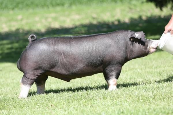 <p><span>-&nbsp;</span>Ohio</p><p><span>-&nbsp;</span>Crossed from Russian Berkshire and Irish grazing hogs</p><p><span>-&nbsp;</span>Considered one of largest breeds</p><p><span>-&nbsp;</span>Drooping ears</p><p><span>-&nbsp;</span>Black with white points</p><p><span>-&nbsp;</span>No more than 15-20% white</p>