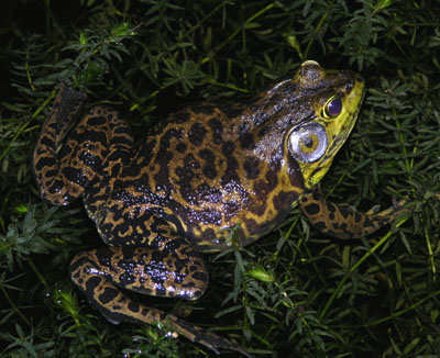 <p>other info about american bullfrog</p>