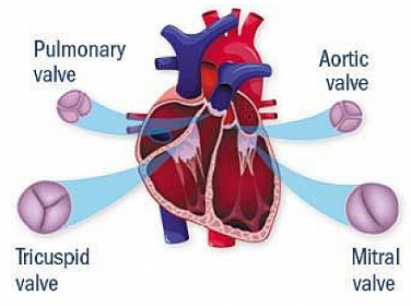 <p>AV:&nbsp;<span style="background-color: transparent;"><span>Maintain unidirectional flow between atria and ventricles</span></span></p><p><span style="background-color: transparent;"><span>Semilunar:&nbsp;Ensure one-way flow out of ventricles to arterial systems </span></span>&nbsp;</p>