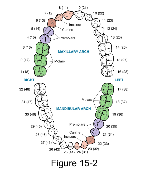 <p>Permanent Dentition</p>