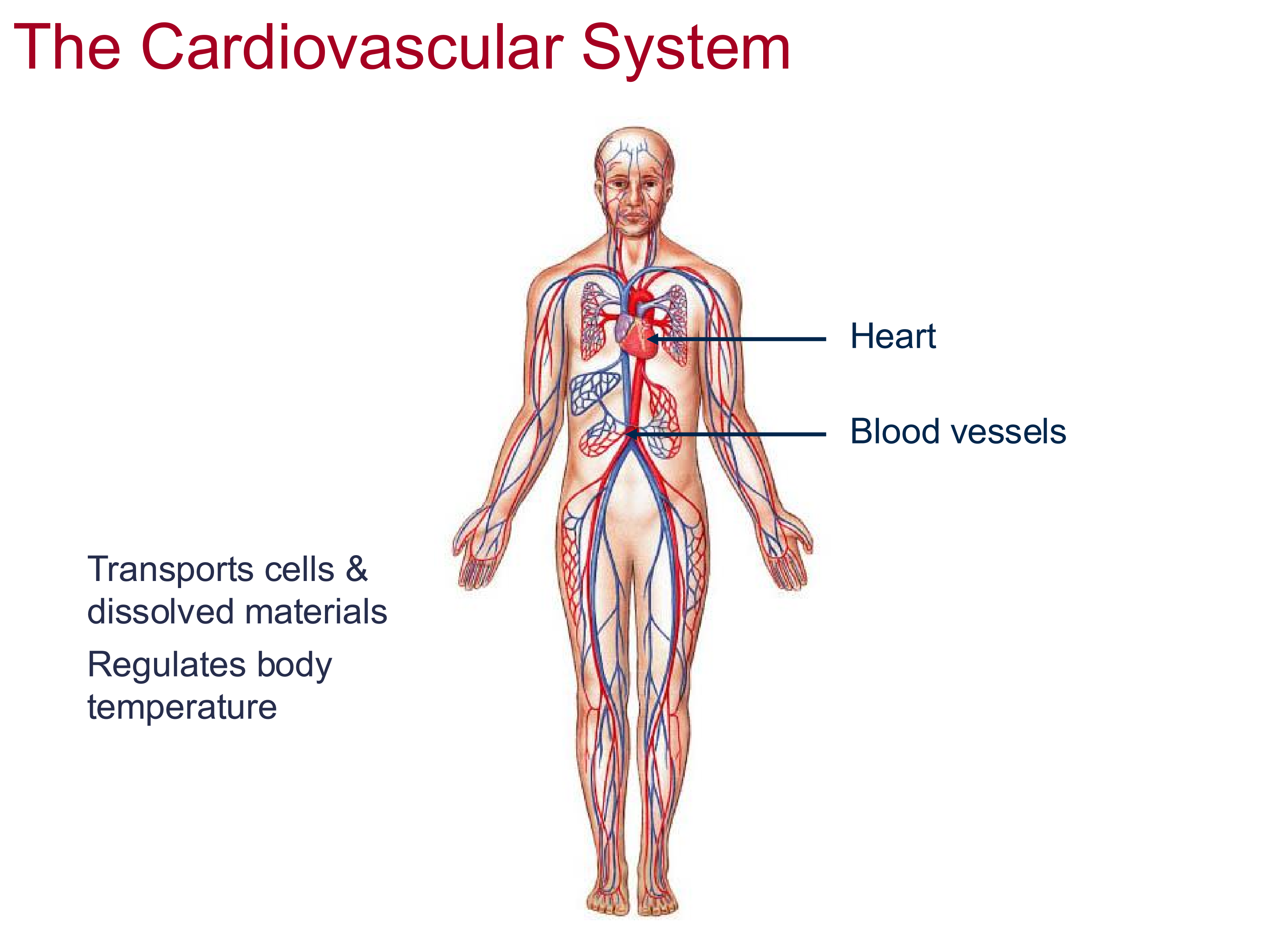 <p>heart and blood vessels</p>