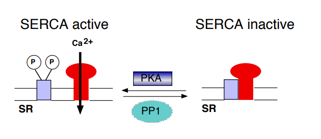 <p>PLN reduces inhibition of SERCA which increases the uptake of calcium into the SR, causing relaxation</p><p>(PLN ↑SERCA ↑Relaxation ↑Contraction)</p>
