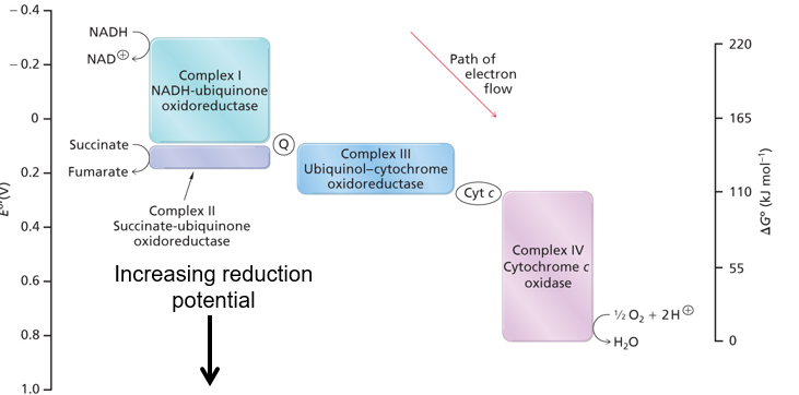 <p>e- are passed from components with lower Reduction potential to components with higher reduction potential </p>