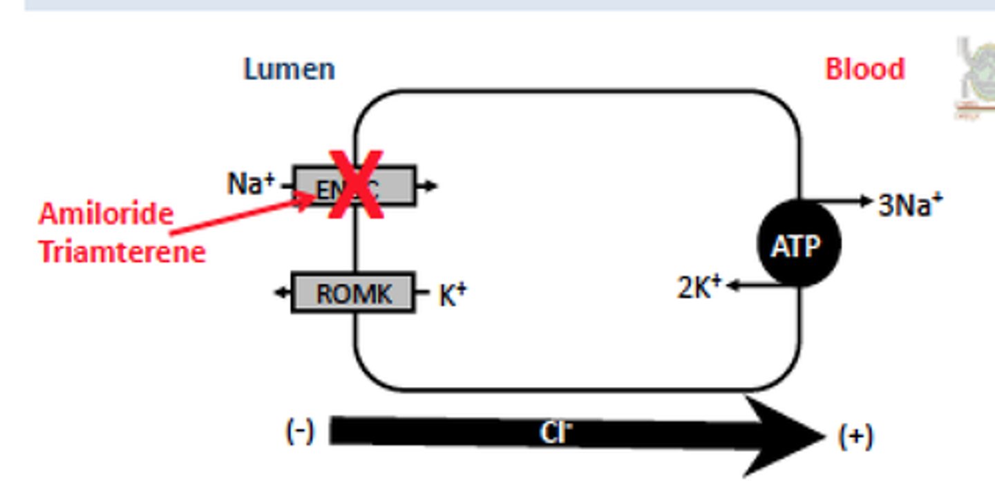 <p>another less common K sparing diuretic</p><p>- MOA: inhibitor of epithelial Na channels</p><p>- [black box]: hyperkalemia</p>