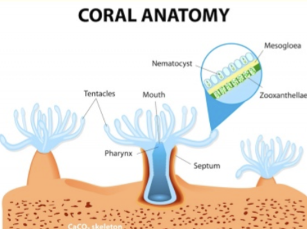 <p>photoautotrophic microbes - algae use light to produce food for the coral</p>