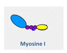 <p></p><ul><li><p><strong>Type :</strong> Protéine motrice</p></li><li><p><strong>Filament :</strong> Microfilaments d’actine</p></li><li><p><strong>Fonction :</strong> Transport de structures et vésicules le long des filaments d’actine vers l’extrémité +</p></li></ul><p></p>