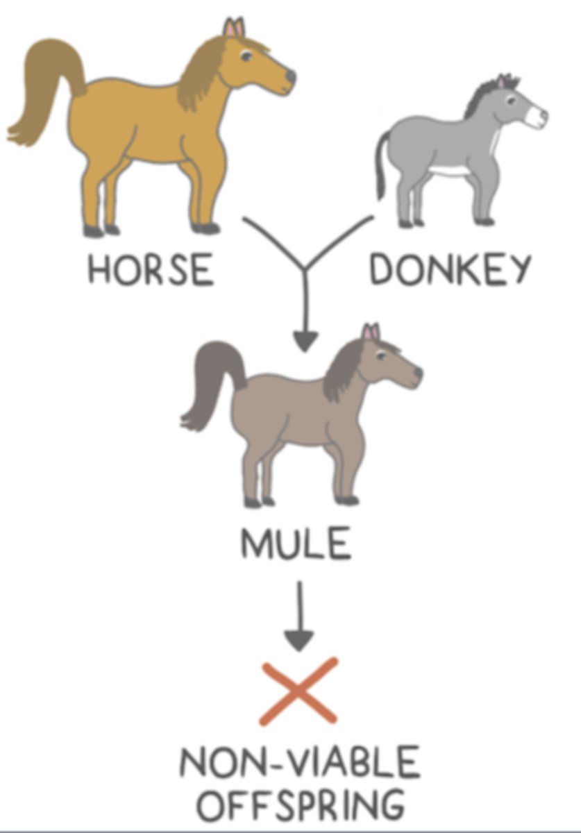 <p>A reproductive isolating mechanism where the hybrid reaches maturity but cannot produce viable offspring. For example, mule.</p>