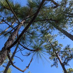 needles are long and occur in triples 