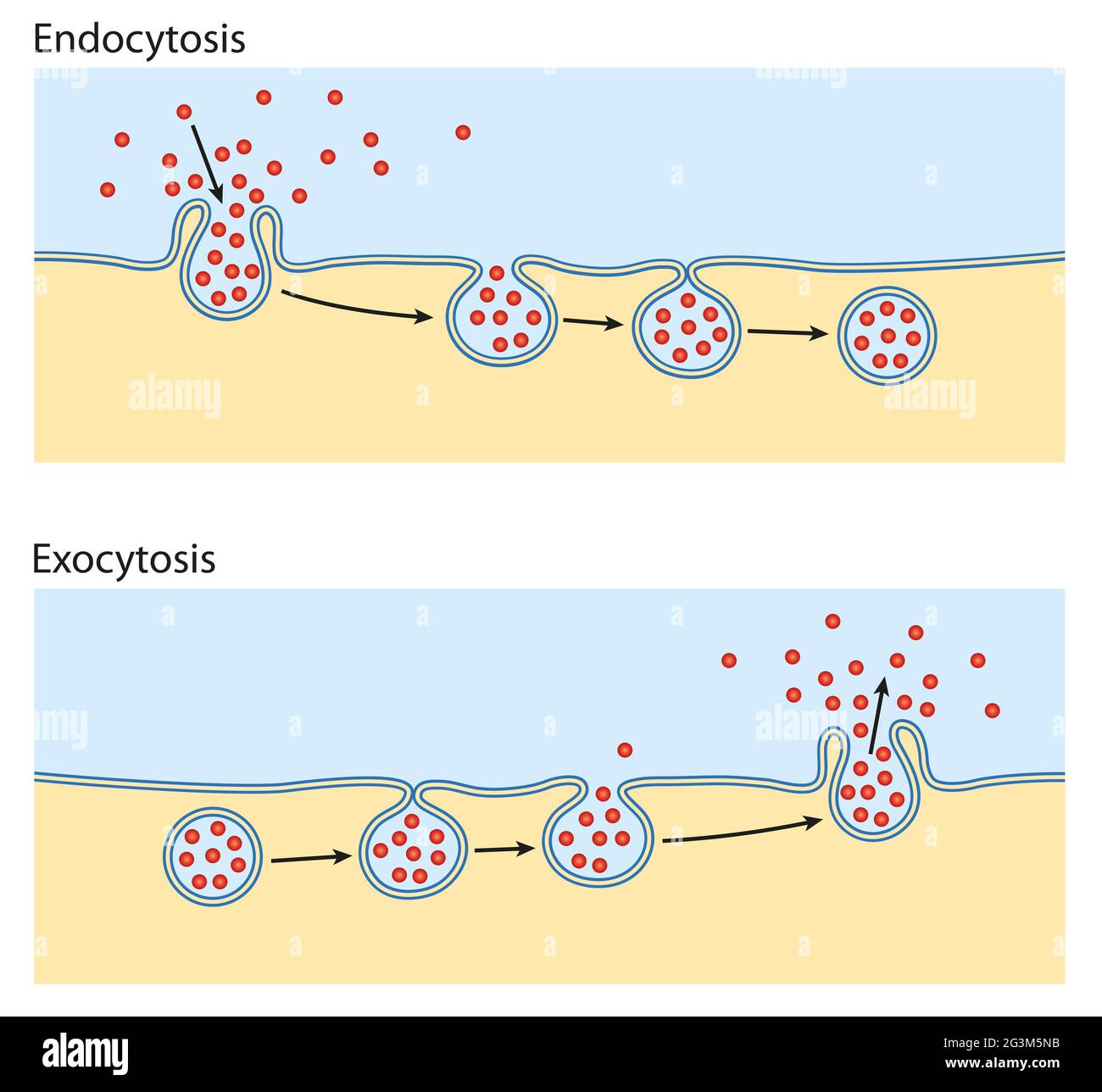 <p>Eftersom nukleinsyror, kolhydrater och proteiner är för stora för vanlig diffusion eller transportproteiner för att passera ett biologiskt membran. Istället passerar de med hjälp av <strong>membrantransporter</strong></p><p><strong>Endocytos</strong>: in till cellen</p><p><strong>Exocytos</strong>: ut ur cell</p>