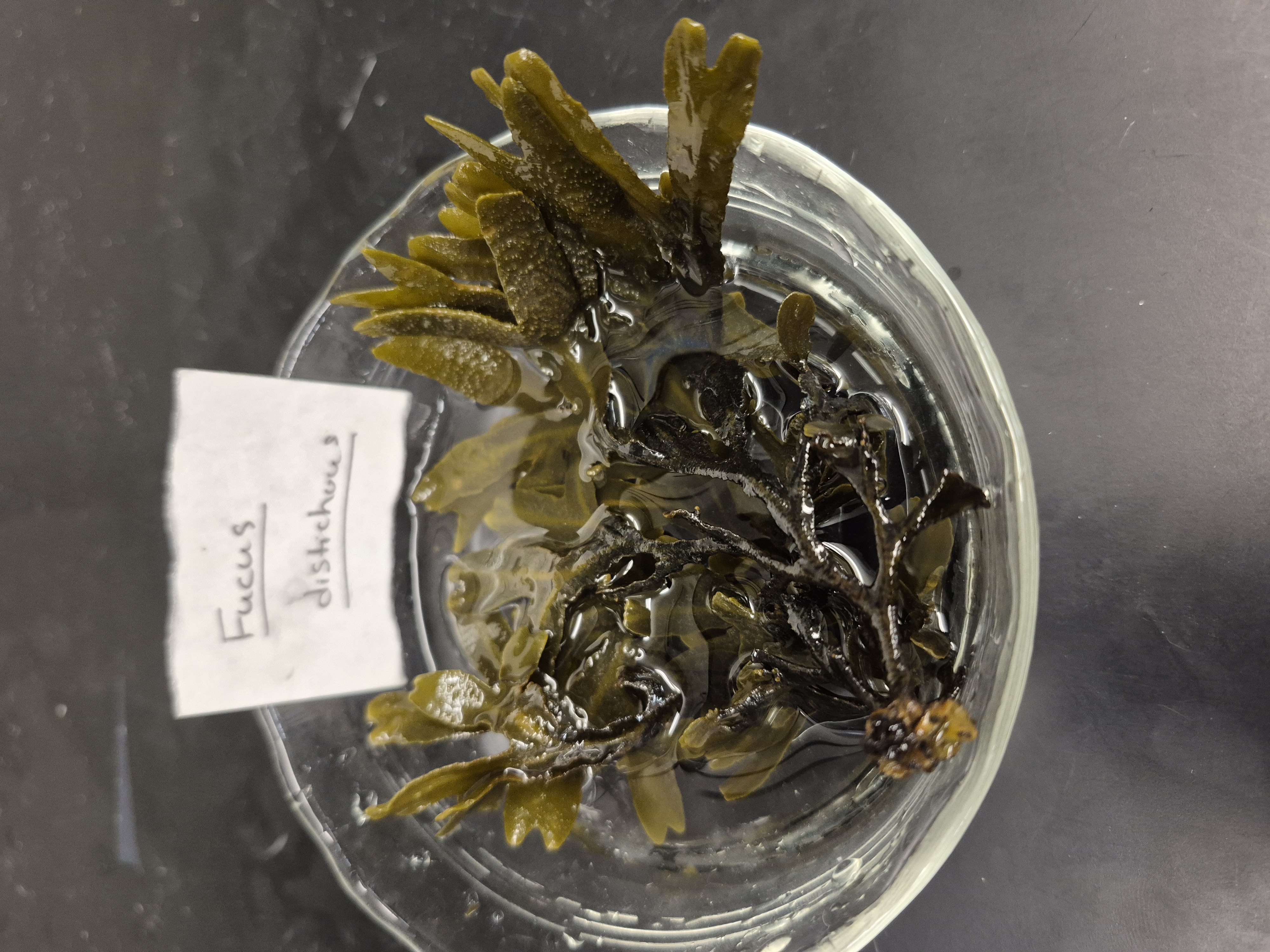 <p>Fucus distichus</p>