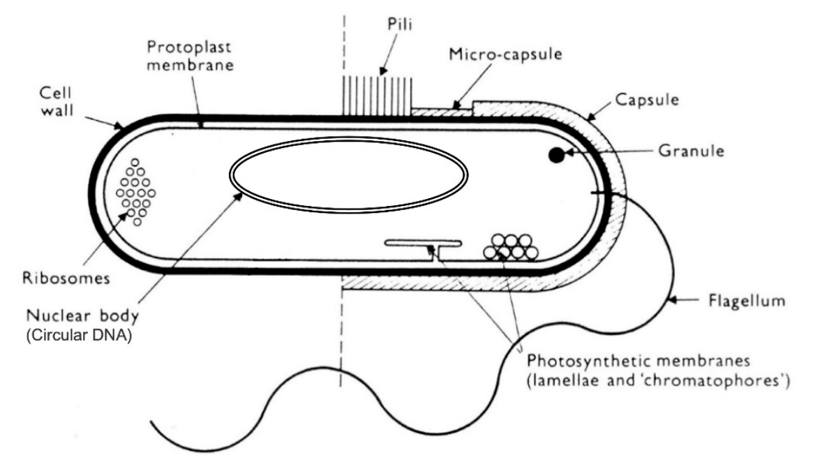 <p>Size: 2-5 micrometers</p><p></p>