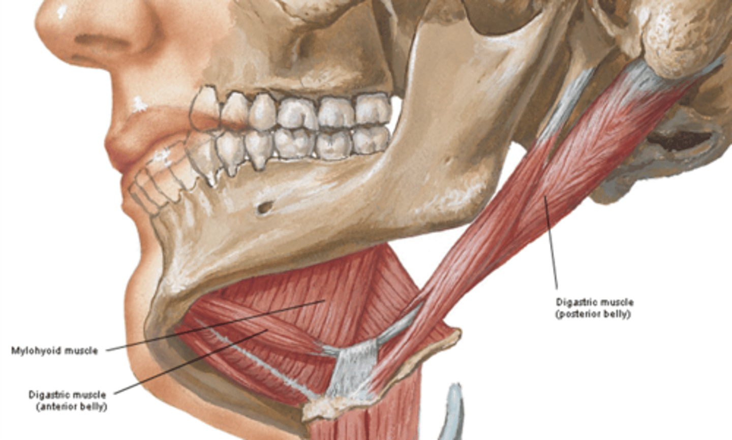 <p>What is the Digastric muscles (2 bellys) of the suprahyoid muscles Innervated by?</p>