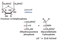 <ol><li><p>aldolase</p></li><li><p>unfavorable (23.8 kJ/mol)</p></li><li><p>lysine used (schiff base). nucleophile = nitrogen on lys; electrophile = second carbon in F1,6BP</p></li></ol>