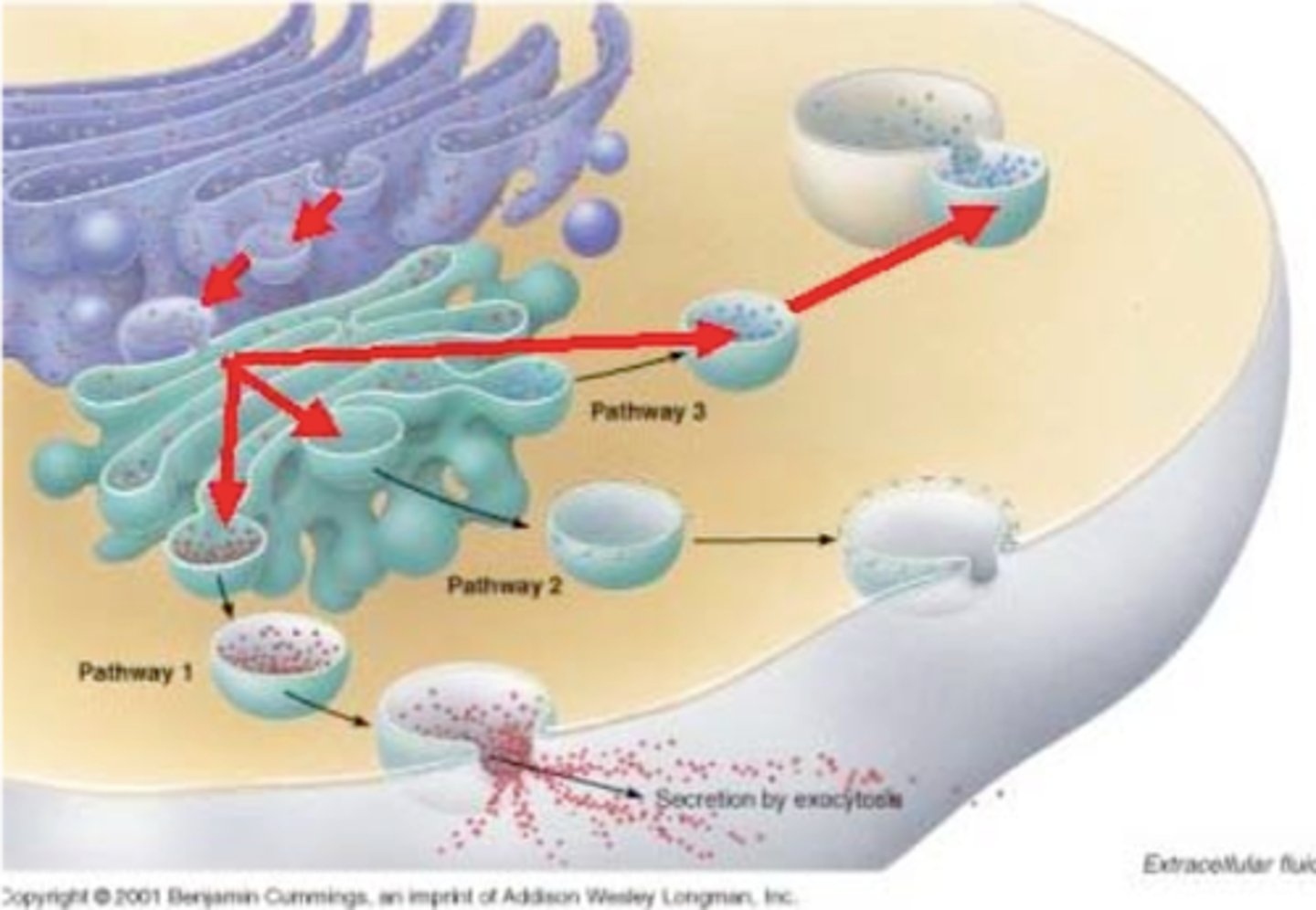 <p>small membrane-bound sac that functions in moving products into, out of, and within a cell</p>