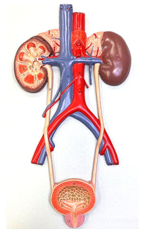 <p>Identify the urinary bladder </p>