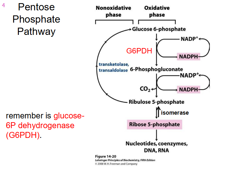 <p>Pentose Phosphate Pathway Parts</p>
