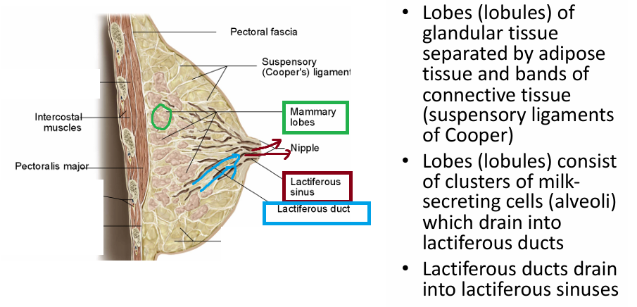 <p>Lobes w/ milk secreting cells<br>→ drain in to <strong>lactiferous ducts</strong><br><strong>→ </strong>which drain into <strong>lactiferous sinus</strong></p><p> </p><p>Lobes of glandular tissue</p><p>separated by adipose tissue</p><p>&amp; bands of CT (suspensory ligaments of cooper)</p>