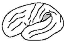 <p>supramarginal gyrus of parietal lobe (superior to wernicke’s area)</p>