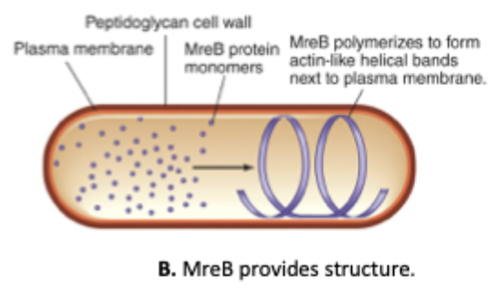 <ul><li><p>Cytoskeletal, actin-like protein</p></li><li><p>Provides structure in non-spherical bacteria by guiding cell wall synthesis and forming long helical filaments under the membrane</p></li></ul><p></p><p></p>