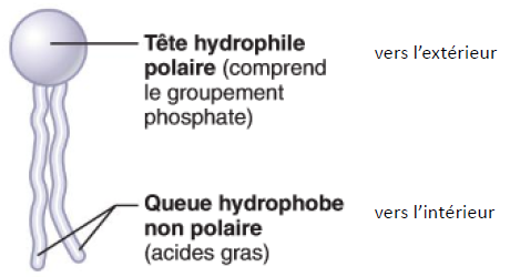 <p>Composés lipidiques formant la bicouche de la membrane plasmique.</p>