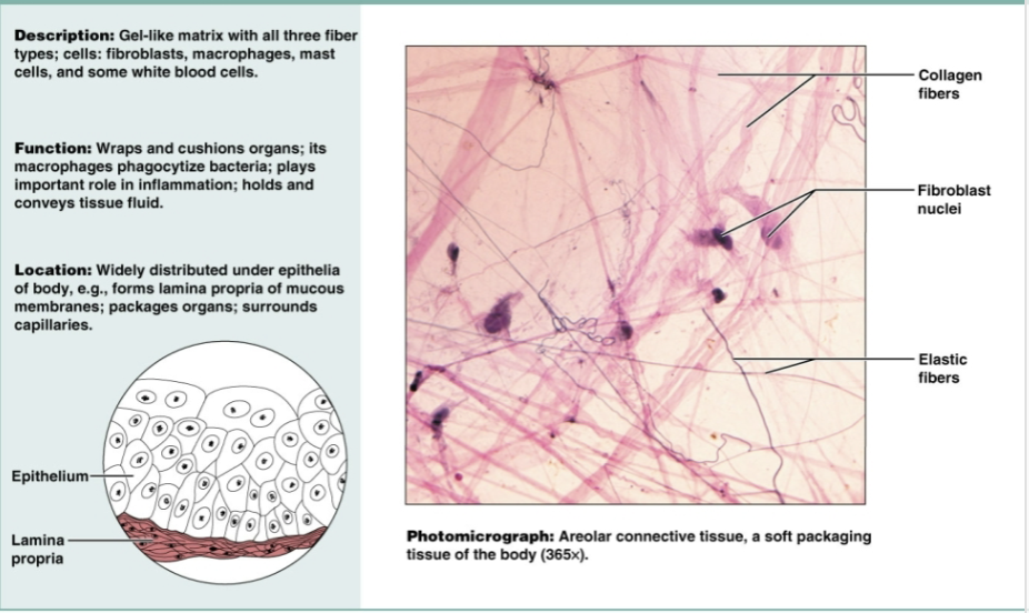 <p>Gel-like matrix with all three fiber types. Functions to wrap and cushion organs; plays important role in inflammation that holds and conveys tissue. Widely distributed under epithelial of body</p>