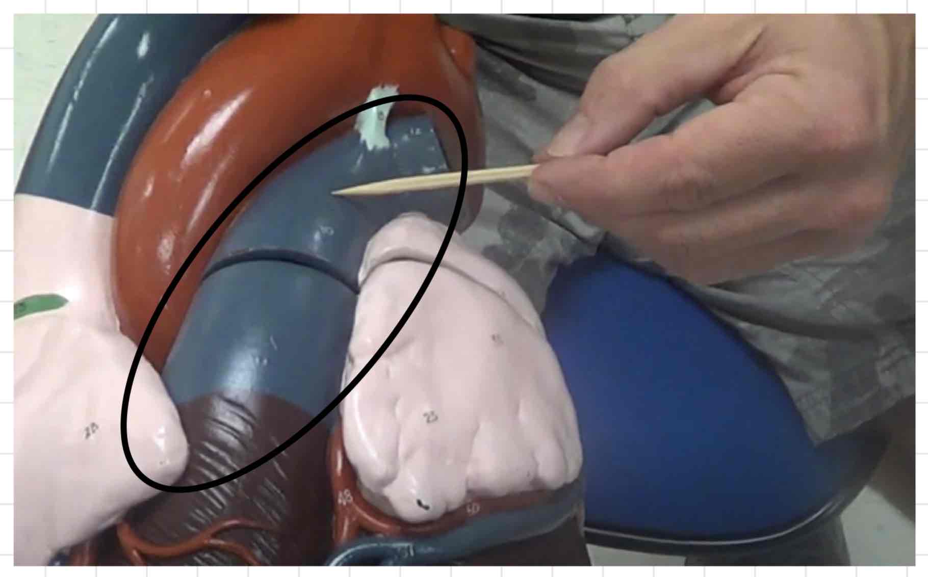 <p>what is this? (giant heart model)</p>