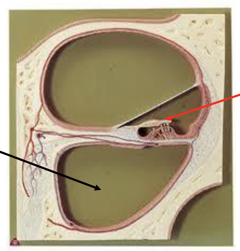 <p>Identify the structure the black arrow is pointing to.</p><p></p><p>a. Scala media</p><p>b. Scala tympani</p><p>c. Scala vestibuli</p><p>d. Membranous labyrinth</p>