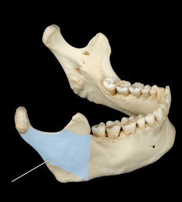<p><span>Name the section in blue of the mandible?</span></p>