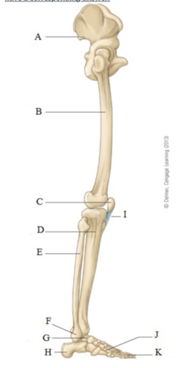<p>Tarsal bones </p>