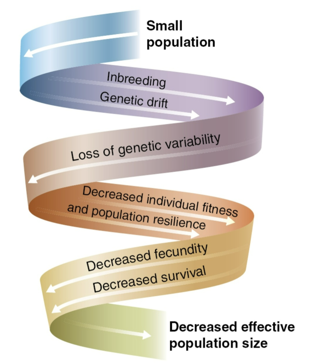 <p>Small population —&gt; inbreeding and genetic drift —&gt; loss of genetic variability —&gt; decreased individual fitness and population resilience —&gt; decreased fecundity and survival —&gt; Decreased effective population size.</p>