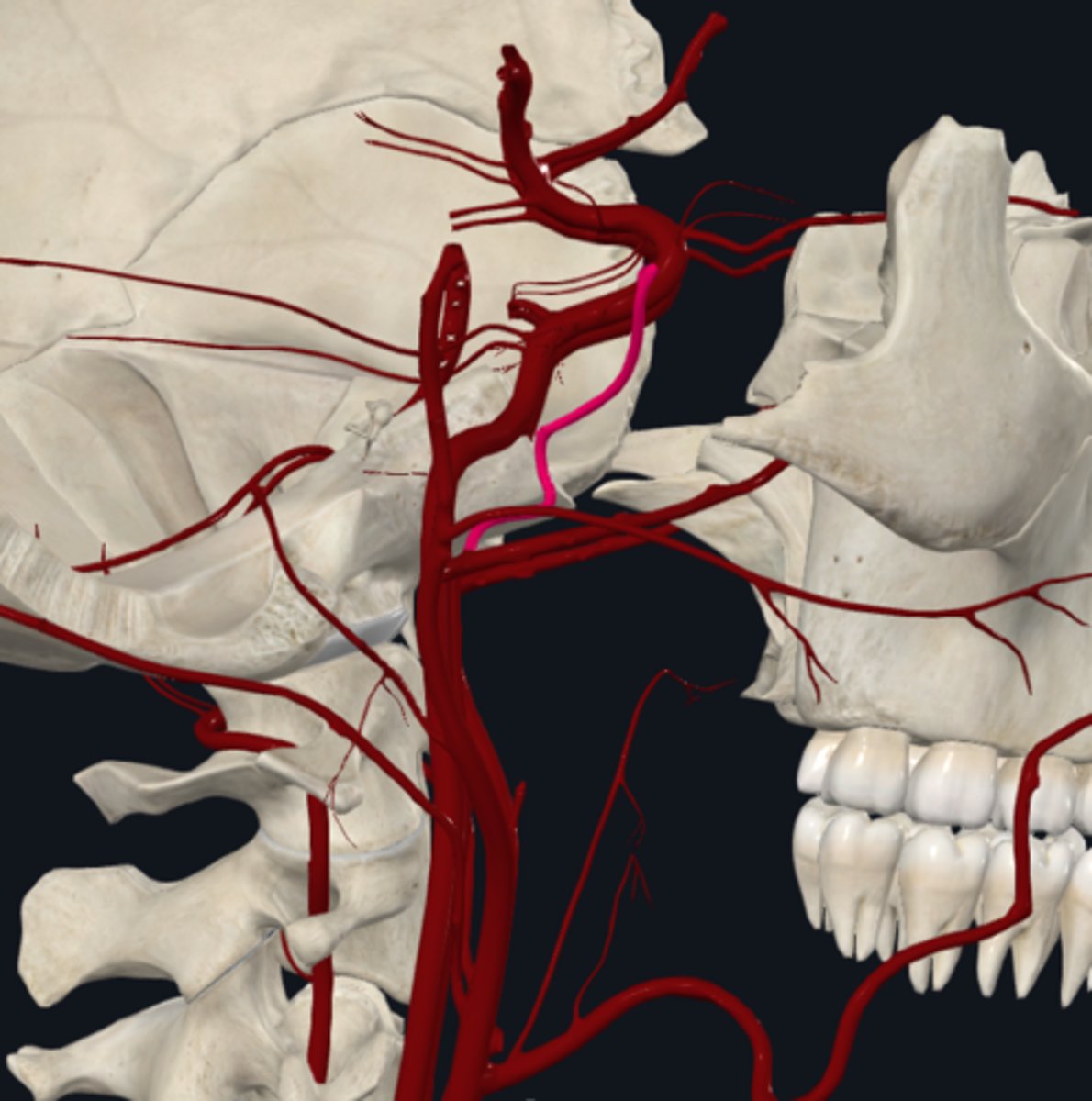 <p>What is the middle meningeal (Maxillary artery branches) in the infratemporal fossa supplied by?</p>