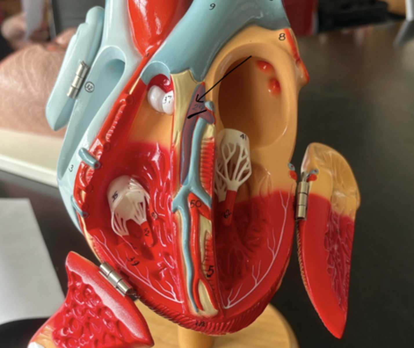 knowt flashcard image