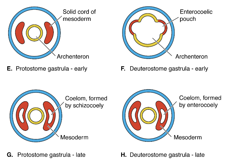 <p>similarities: they are both the first major division between organisms</p><p></p><p>differences: in protostomes the blastula develops a mouth first, has spiral cleavage and develops the coelom via schizocoely AKA the mesoderm splits to form the coelom.  ex) crab</p><p>in deuterostomes the blastula develops a mouth second, has radial cleavage, and the coelom develops via enterocoely AKA the coelom buds off of the archenteron via enterocoelic pouches ex) fish</p>