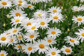 <p><span>Leucanthemum x superbum cv. / Shasta Daisy</span></p>