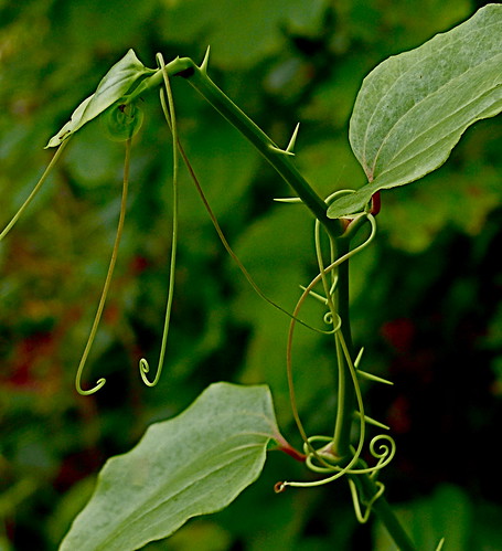 Family: Smilacaceae
Common name: greenbrier, sarsaparilla, catbrier
Persistence: Evergreen to semi-evergreen
Leaves: simple, alternate, typically have 3 or 5 major veins from base to apex. 
Flowers: Small clustered green, yellow, or brown
Fruit: small berry, 5-10mm in diameter. Each fruit contains 1-4 reddish seeds.