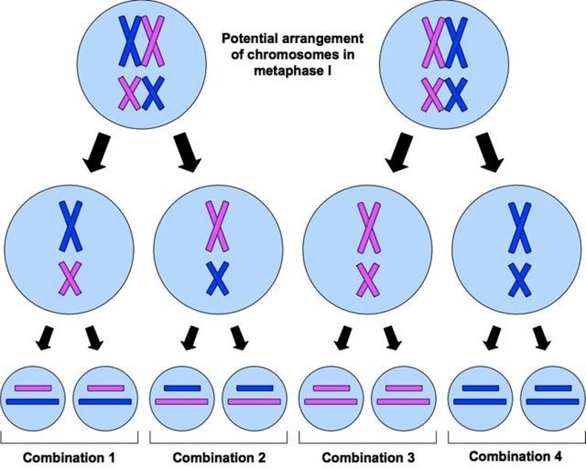 <ul><li><p>Occurs = During metaphase 1.</p></li><li><p>Tetrads can align at the equator of the cell in a number of different combinations. The maternal and paternal homologous chromosomes can be on the left or the right of each other.</p></li><li><p>Number of possible combinations can be calculated by 2<sup>n</sup> (where n = haploid number of chromosomes) → 2<sup>23</sup> = 8.4 million.</p></li><li><p>Process is random and the way one chromosome pair separates is independent of how all the other pairs of chromosomes separate.</p></li><li><p>The zygote produced from fertilisation contains a set of genes arranged in an order that has never occurred before and will probably never occur again. </p></li></ul><p></p>