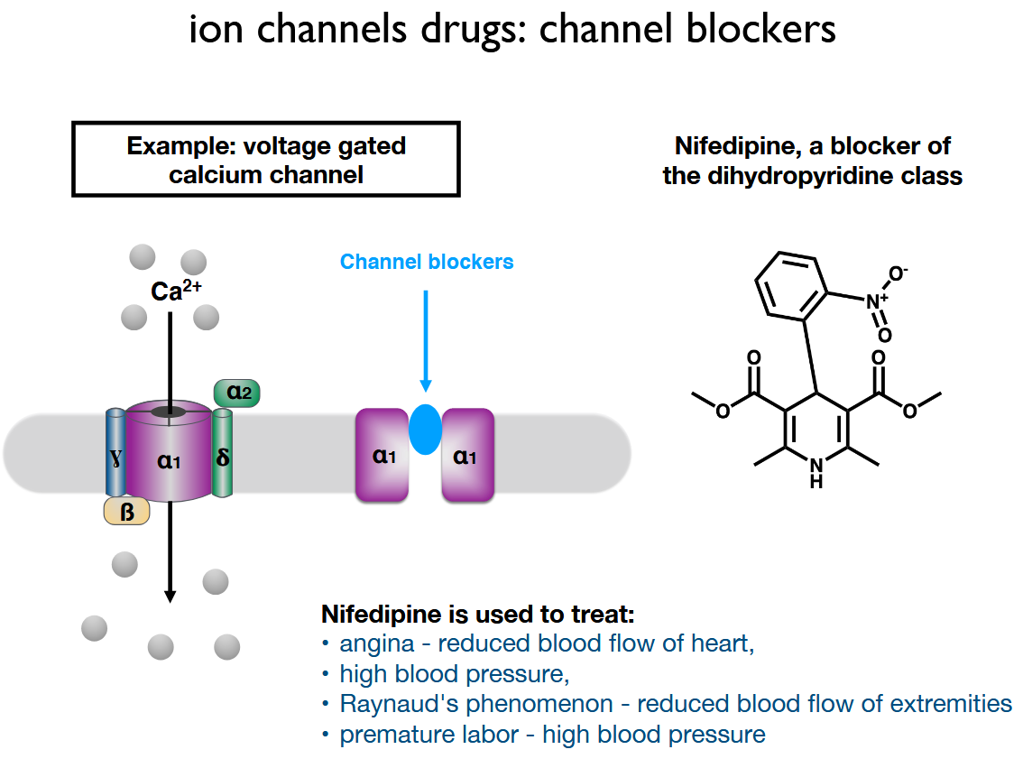<p>physically blocks the channel for Ca</p>