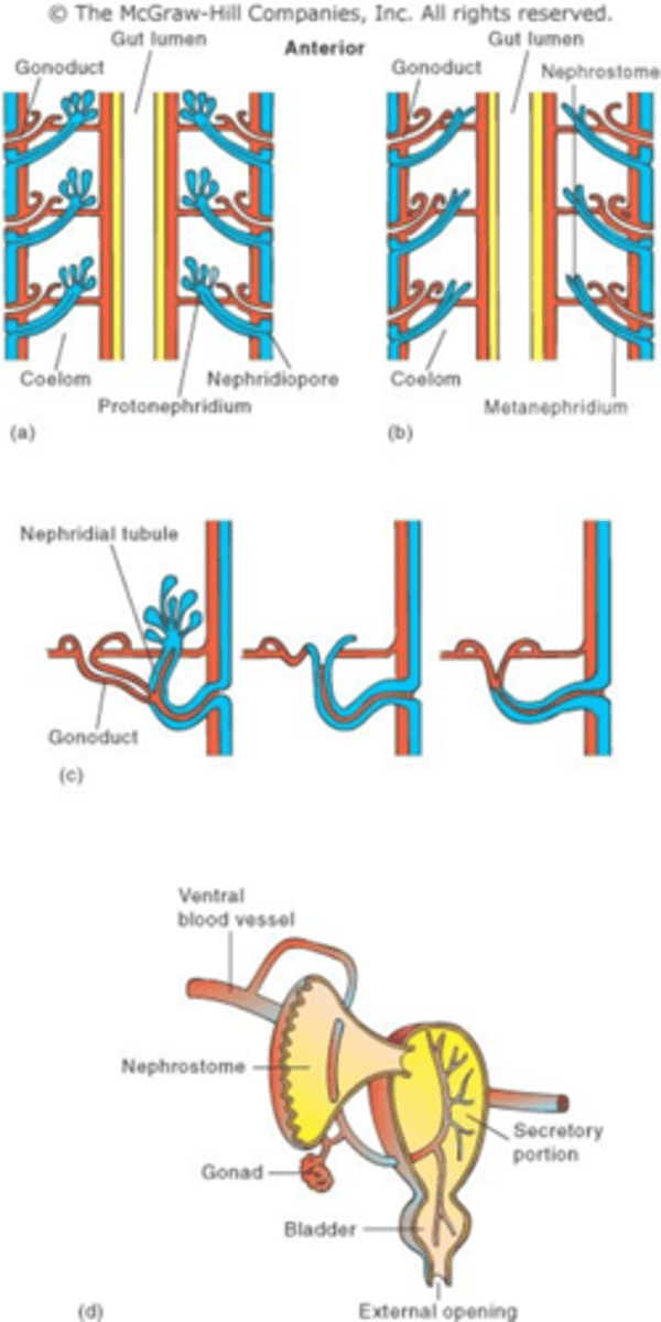 <p>The excretory organs of Annelids, like those of many invertebrates, are nephridia. Name the 2 types of nephridia Annelids possess</p>
