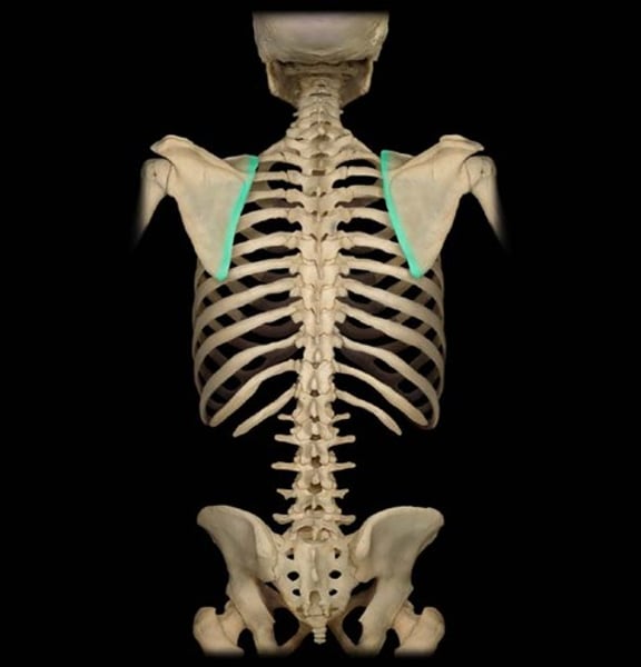 <p>facing spine</p>
