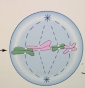 <p>Metaphase (2nd phase)</p>