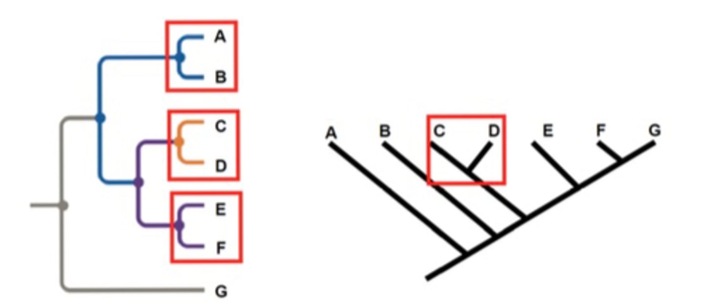<p>Organisms that share an immediate common ancestor, they are each others closest relatives</p>