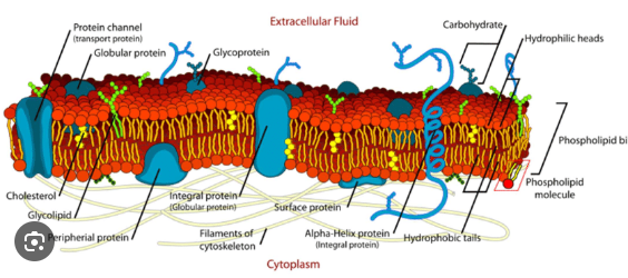 <p>-Regulates what enters and leaves the cell</p><p>-Provides protection and support</p><p>-Made of a phospholipid bi-layer-proteins, carbs and lipids</p>